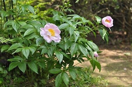 庭の肥後芍薬 クミン S ガーデン備忘録