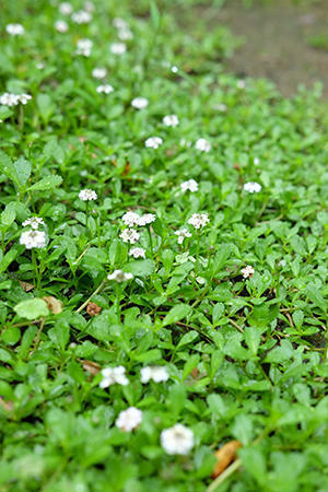 雨の中 小さい白い花 クミン S ガーデン備忘録